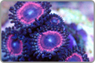 ReefKoi LE Stink Pink Paly's.